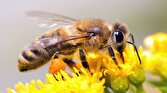 زهر زنبور عسل عملکردی مانند آنتی‌بیوتیک دارد